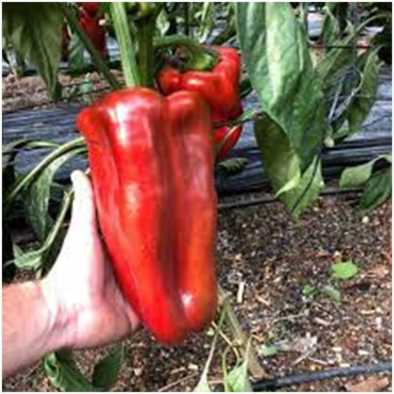 Pimiento Rojo Delicado48 - 3