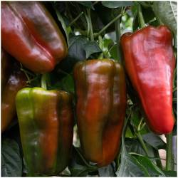 Fresh red pepper 