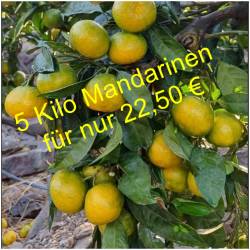 Fresh tangerines Satsuma  