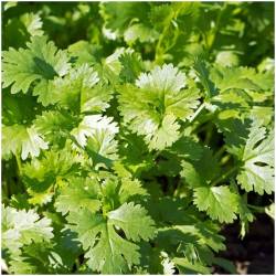 1 bunch of coriander 