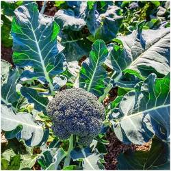Brocoli  