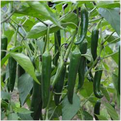 Chili 