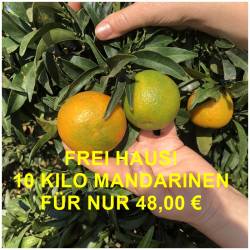 Frische süsse Mandarinen...