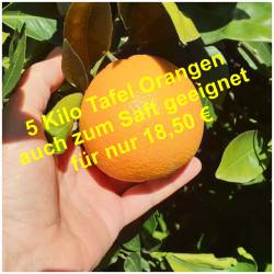 NEUE ERNTE! Tafel Orangen...