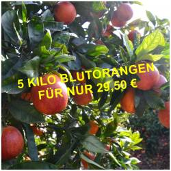 NEUE ERNTE! Blutorange  
