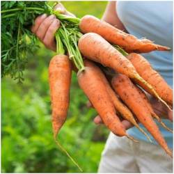 Frische Karotten 