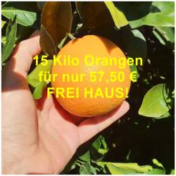 NEUE ERNTE! Orangen zum...