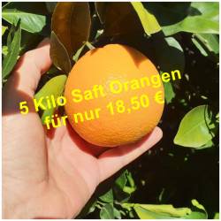 NEUE ERNTE! Orangen zum...