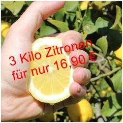 Frische Zitronen direkt vom...