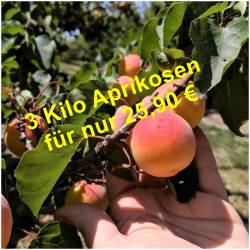 Frische Aprikosen  