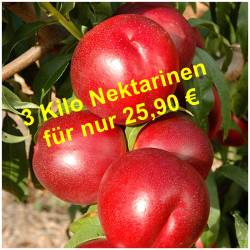 Frische Nektarinen  