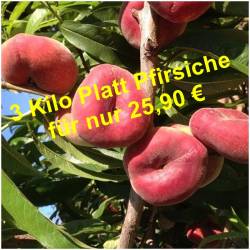 Wilder Plattpfirsich 