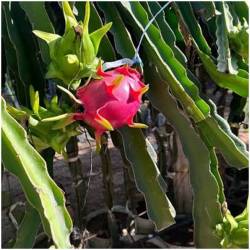 1 Kilo rote Pitahaya  Delicado48 - 12