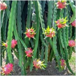 1 Kilo rote Pitahaya  Delicado48 - 13