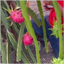 1 Kilo rote Pitahaya  Delicado48 - 10