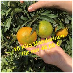 Frische süsse Mandarinen...