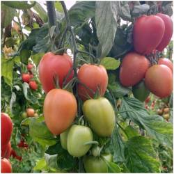 Tomates Roma