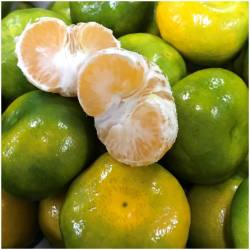 NEU! Frische Mandarinen Okitsu  Delicado48 - 2
