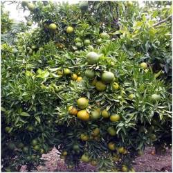 NEU! Frische Mandarinen Okitsu  Delicado48 - 4
