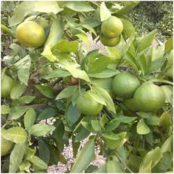 NEU! Frische Mandarinen Okitsu  Delicado48 - 9