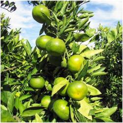 NEU! Frische Mandarinen Okitsu  Delicado48 - 10